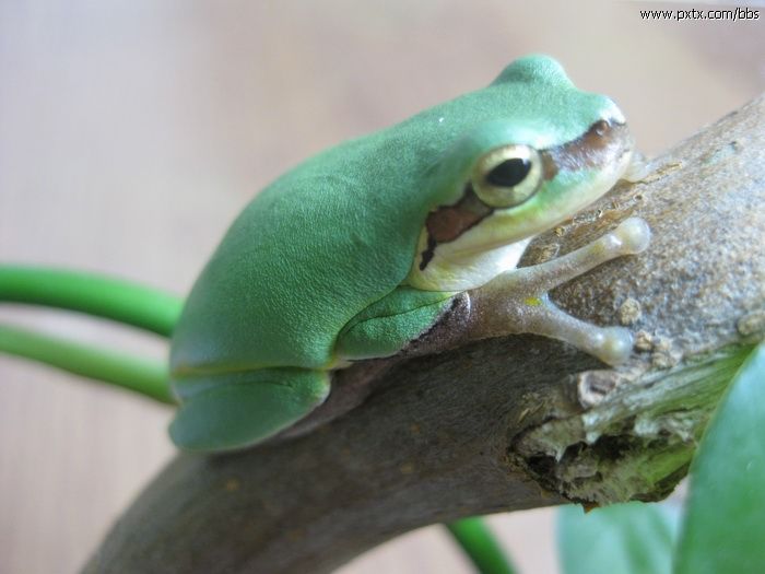  p>树蛙,无尾目树蛙科的1属,体多细长而扁,后肢长,吸盘大,指,趾间有