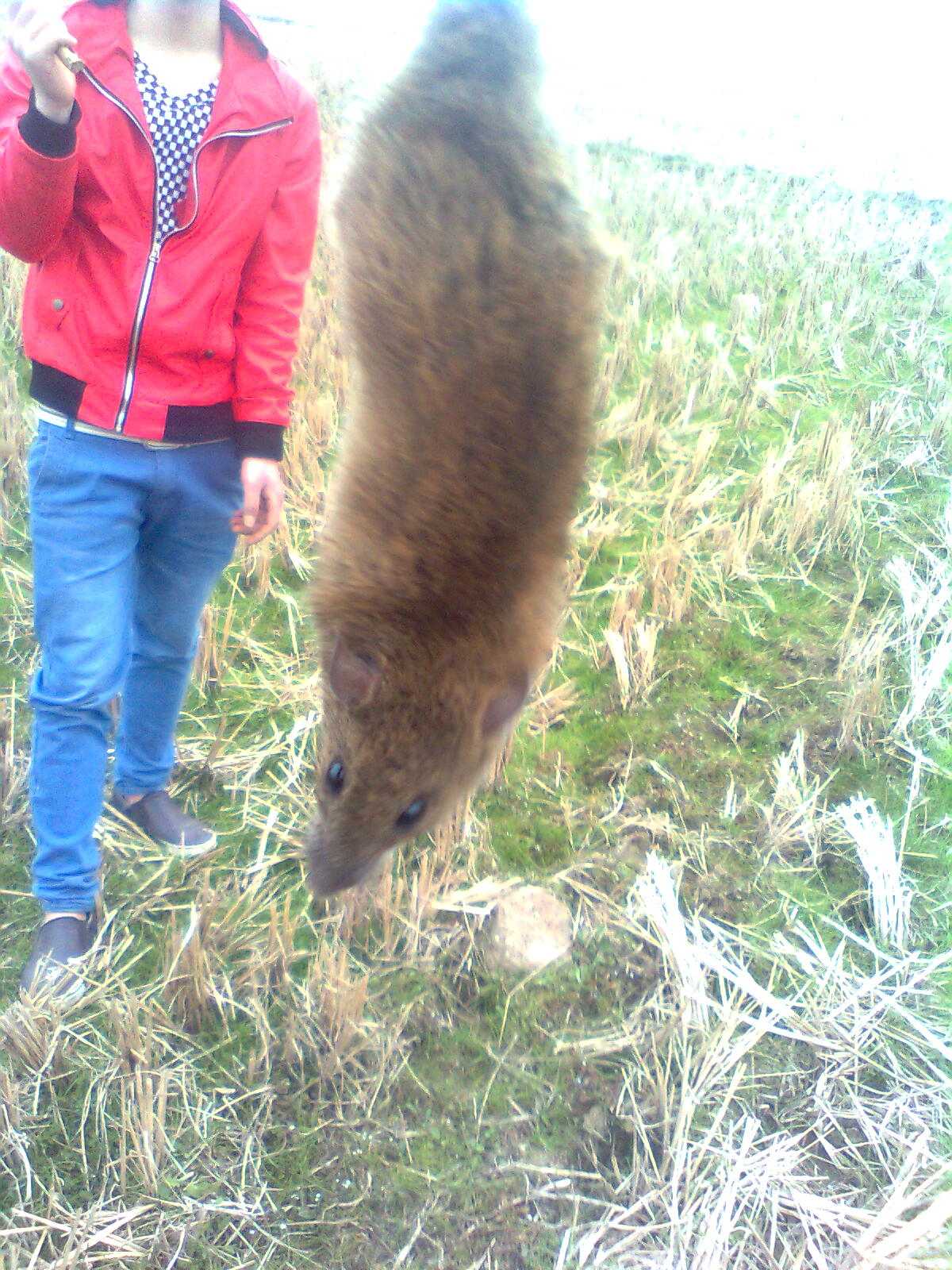  p>布氏田鼠(学名: i>lasiopodomys brandtii /i>),别称 a href="#"