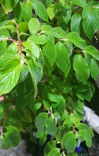茎叶（植物学用语）_百度百科