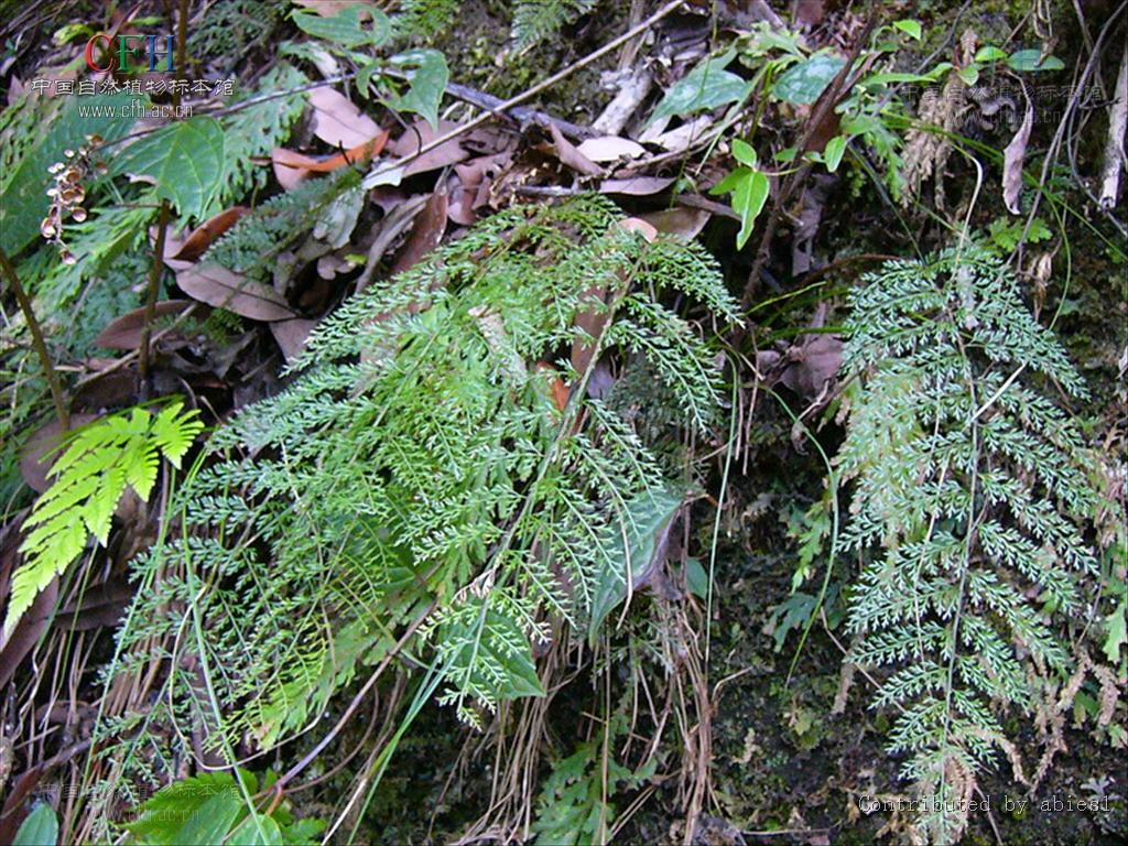  p>峨眉珠蕨(学名: i>cryptogramma emeiensis /i> ching et shing)是