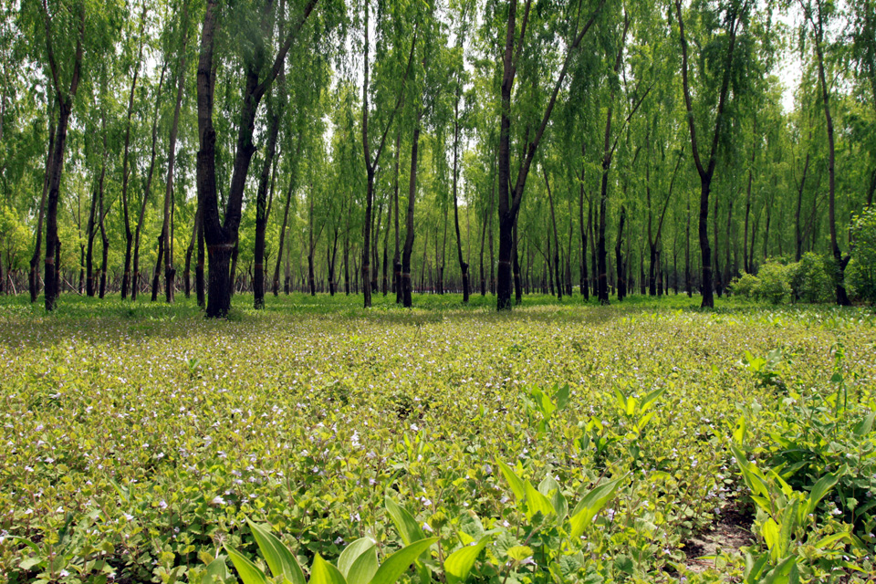  p>太平郊野公园,占地1085亩,位于规划中轴路延长线以东,兰太路南侧, 