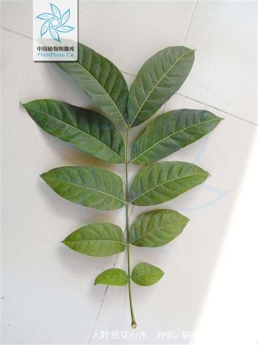 大叶桃花心木