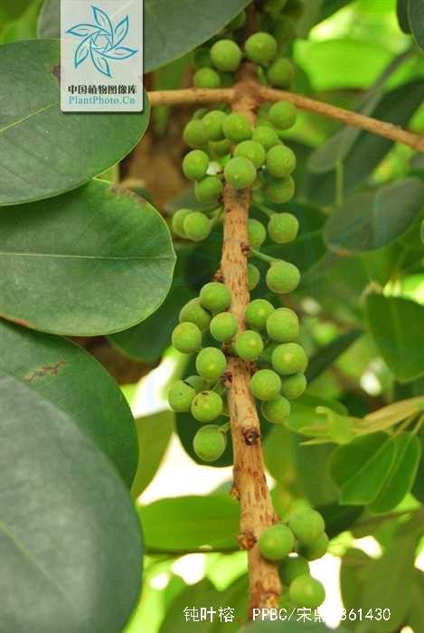  p>钝叶榕(学名: i>ficus curtipes  /i>corne