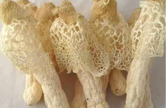 丝壶菌纲_百度百科