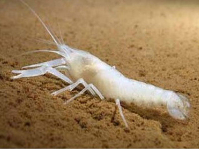 大西洋喷口盲虾