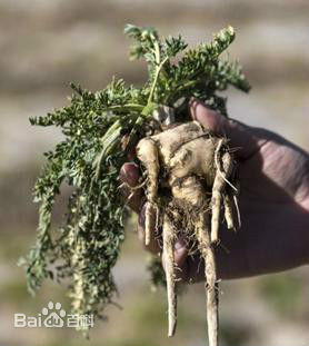 lepidium meyenii walp.