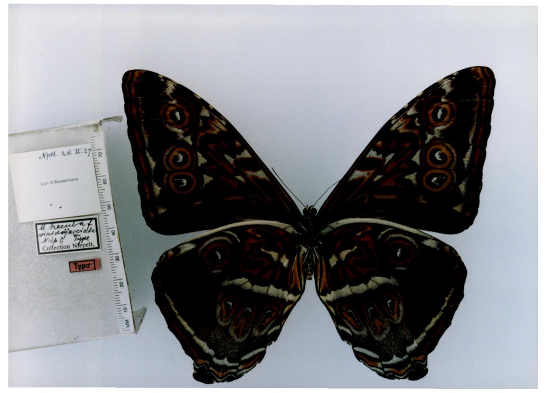 morpho cisseis phanodemus