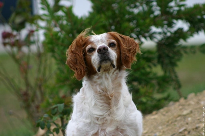 作为一种长毛垂耳犬,行为方式与 a target="_blank" href="/item/塞特