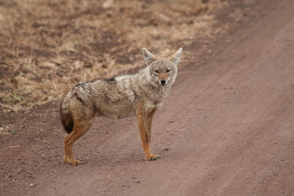  p>非洲狼(学名: i>canis lupaster /i>):是哺乳纲,犬科的物种.