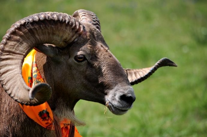  p>欧拉羊是藏系绵羊种,以甘肃省玛曲县与青海省河南县接壤地区的欧拉