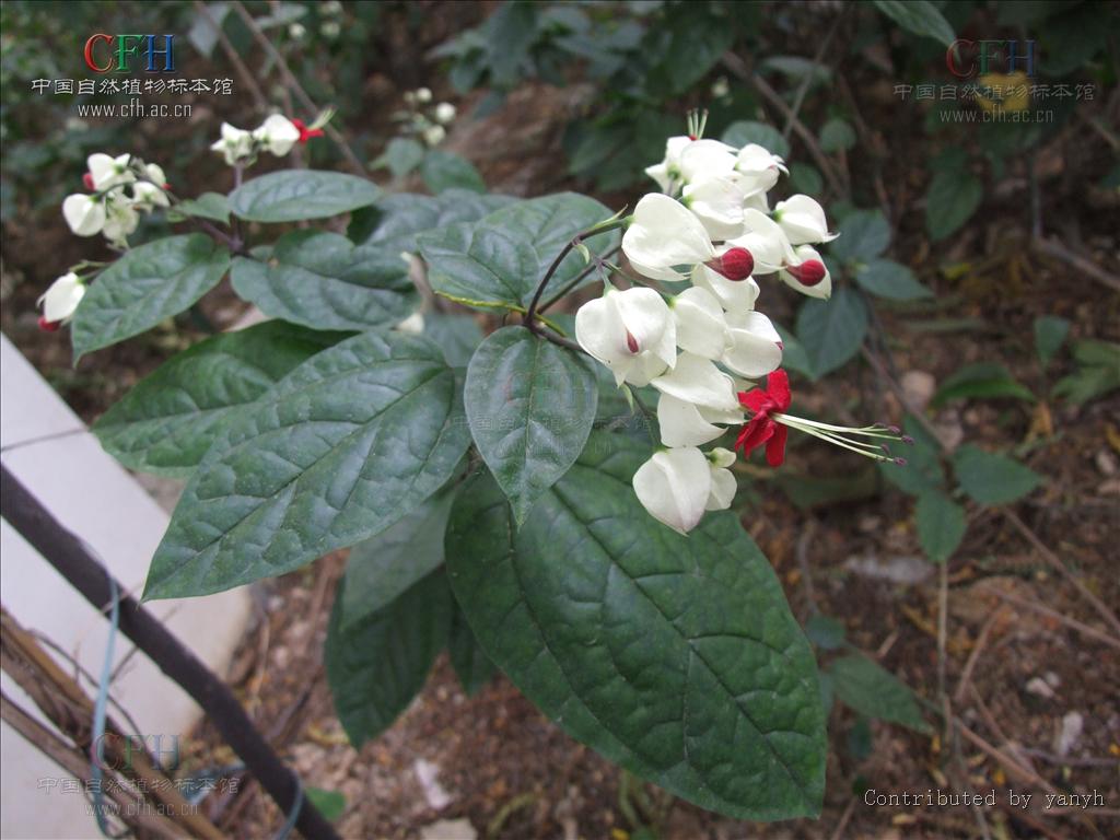 龙吐珠