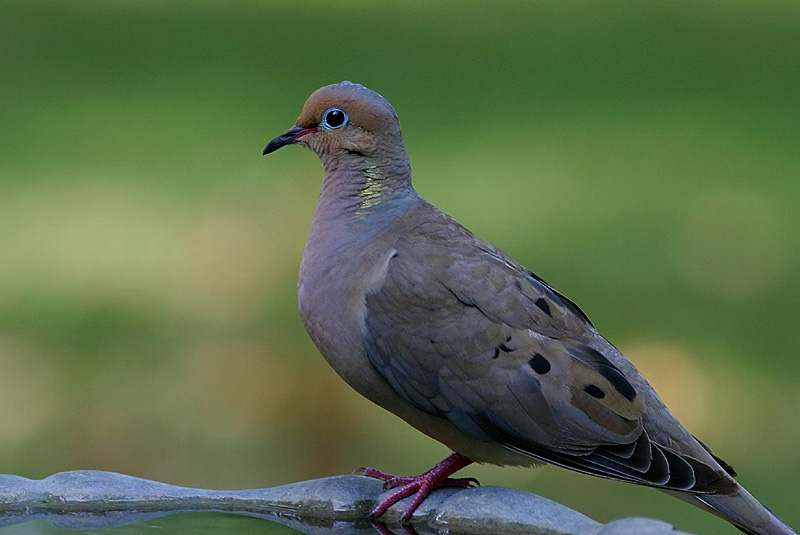 n, 1870), a target="_blank" href="/item/脊索动物门/3516708" data