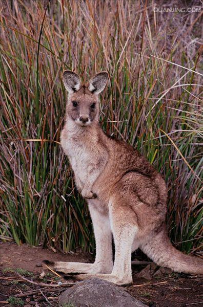  p>大袋鼠属(学名: i>macropus /i>)是 a hre