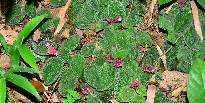 为野牡丹科植物锦香草 i>phyllagathis /i> i>