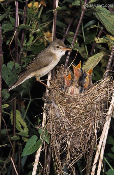  p>小鸡是鸡雏的通俗叫法,鸡雏就是鸡的幼崽,从 a href="#" data