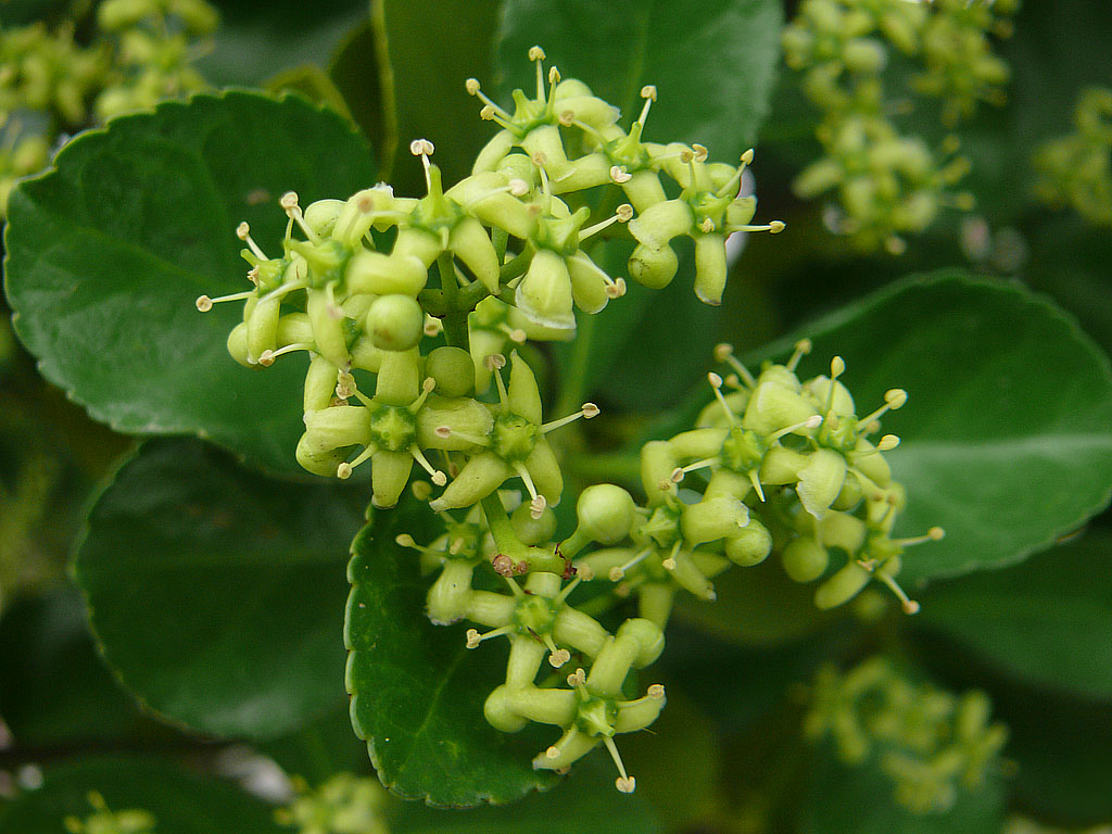  p>卫矛属(学名:euonymus l), a href="#" data-lemmaid="8627632">