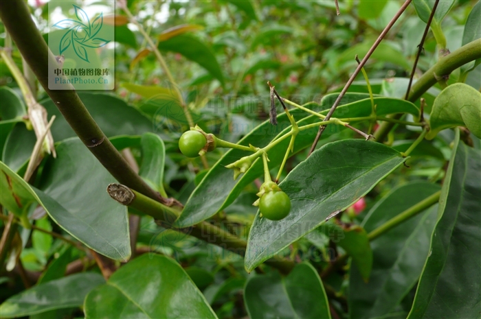  p> a href="#" data-lemmaid="6201101">亮叶素馨 /a>(学名:jasminum