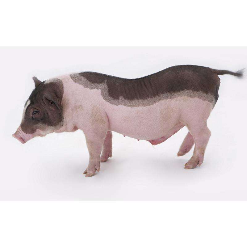 白猪为脂肉兼用型,现主要分布于 a target="_blank" href="/item/广东