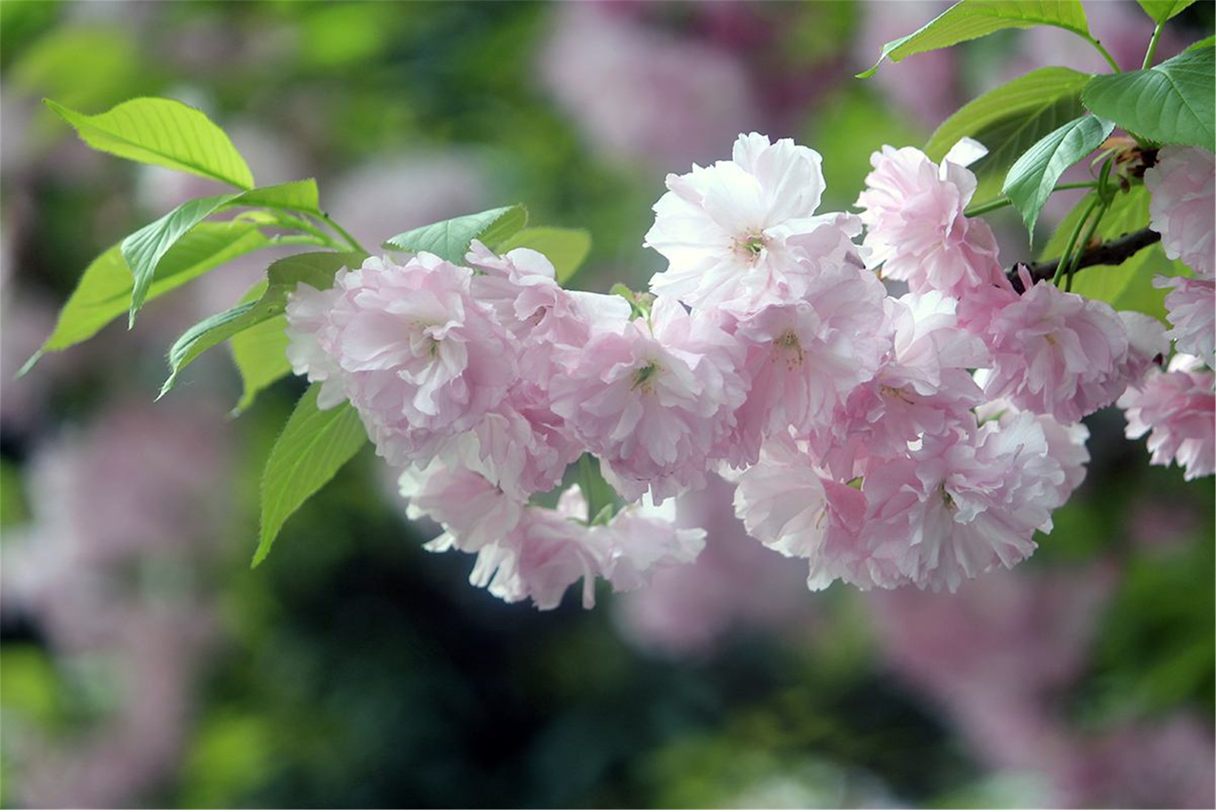  p>日本晚樱, a>蔷薇科 /a>樱属植物,落叶乔木,树皮银灰色,有锈色唇形