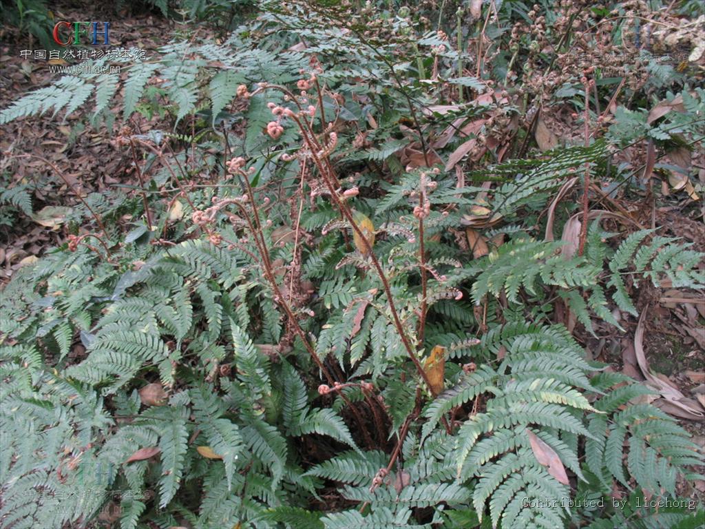 红褐鳞毛蕨