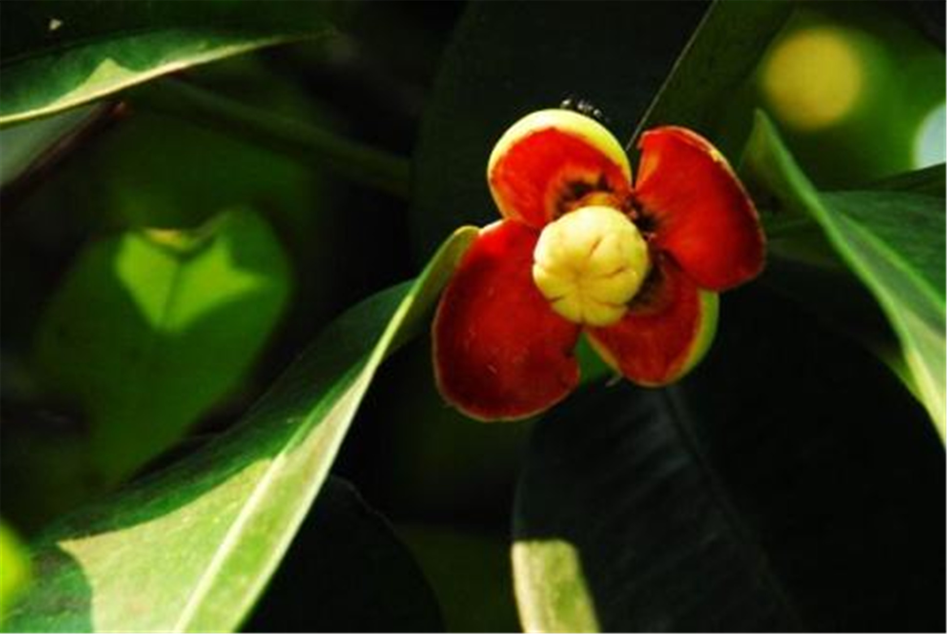 山竹花