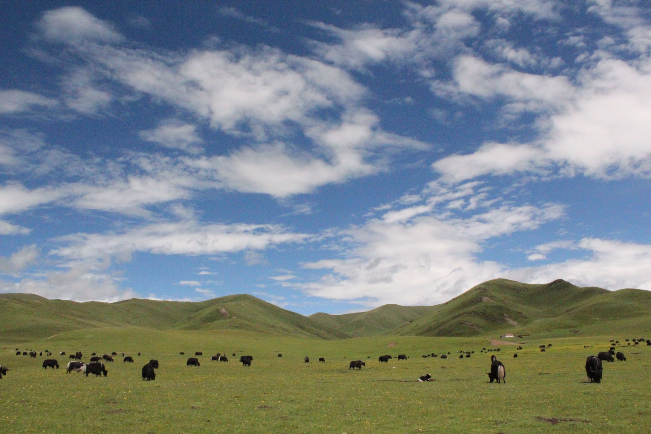  p>青藏高原(qinghai-tibet plateau), a target="_blank" href="