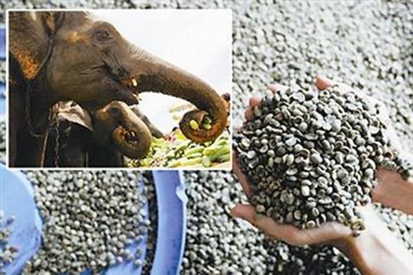  p data-id="go0fplgi9f">黑色象牙咖啡,又名象粪咖啡,象屎豆.