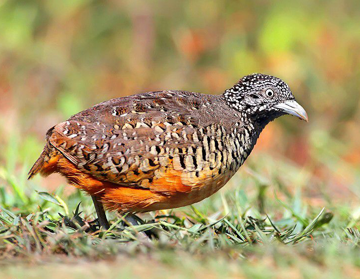  p>棕三趾鹑(学名: i>turnix suscitator /i>)是鹤形目三趾鹑科三趾鹑