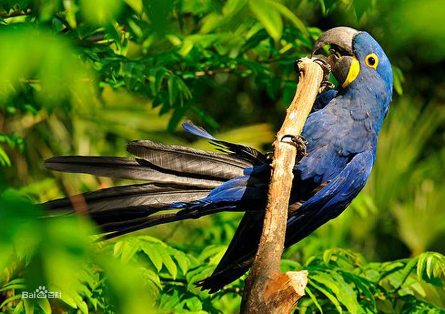  p>风信子金刚鹦鹉(学名: i>anodorhynchus hyacinthinus /i>):是鸟纲