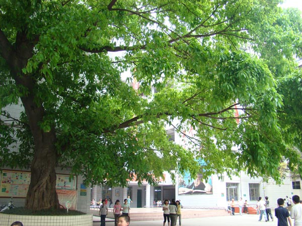 遂宁顺南街小学