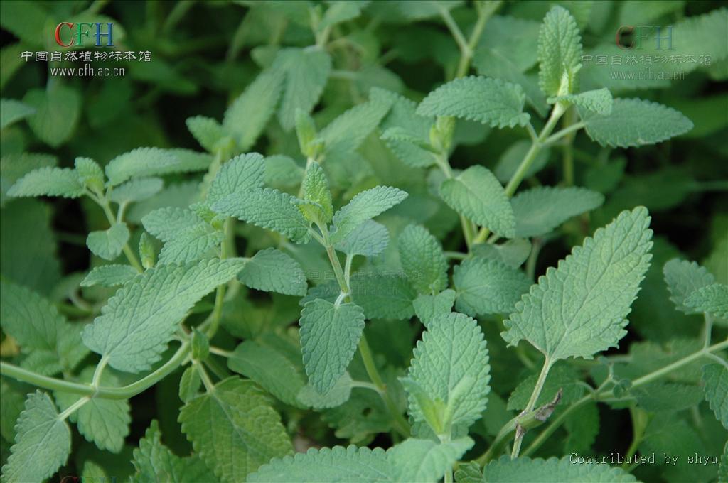 根茎匍匐,茎直立,具条纹; a href="#" data-lemmaid="1386763">轮伞