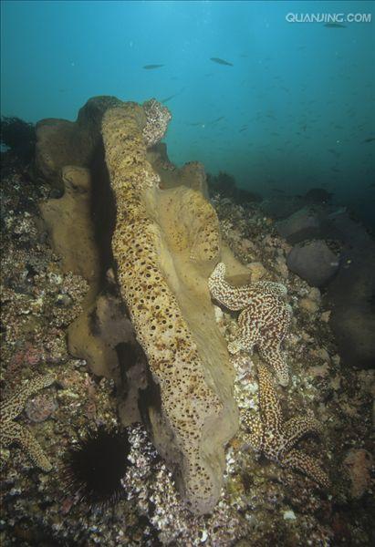  p>多孔动物(porifera)主要是在海洋中营固着生活的一类单体或群体