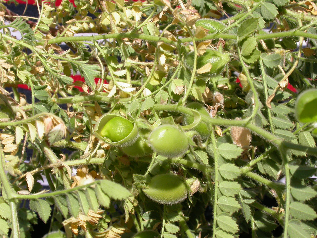  p>鹰嘴豆(学名: i>cicer arietinum /i> linn.)是豆科鹰嘴豆属植物.