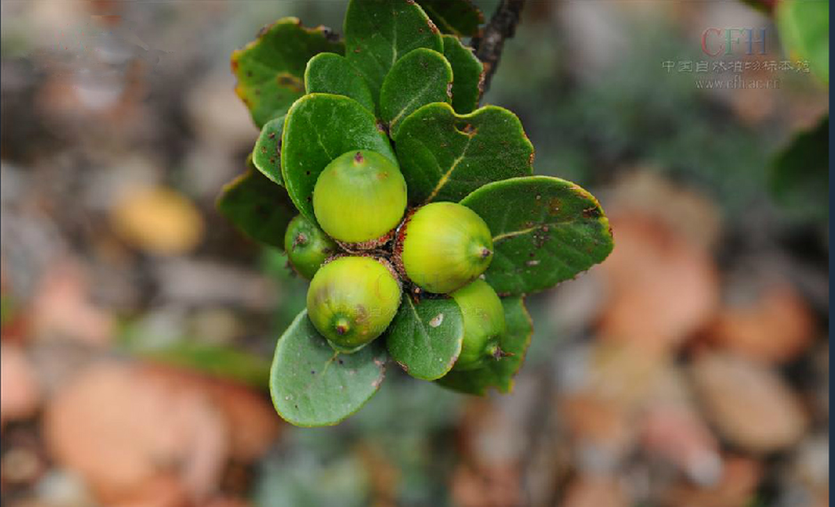 quercus pannosa hand.-mazz.