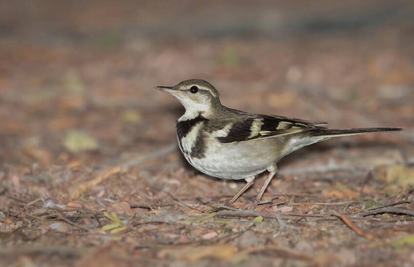  p>山鹡鸰(学名: i>dendronanthus indicus /i>):是中等体型的林鹡