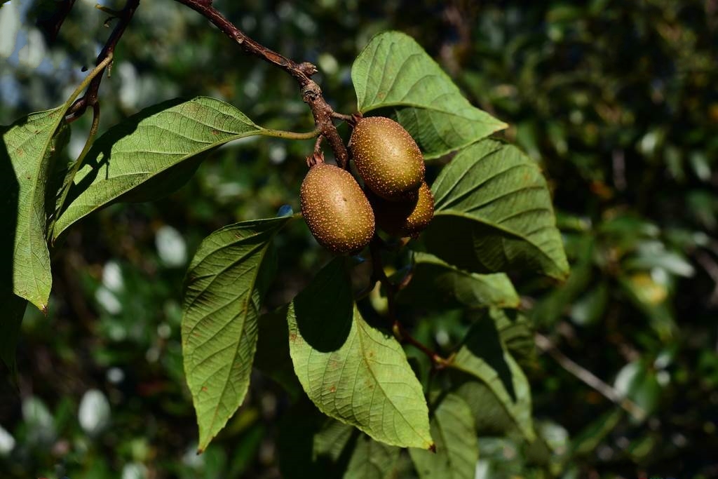  p>金花猕猴桃(学名: i>actinidia chrysantha /i> c. f.