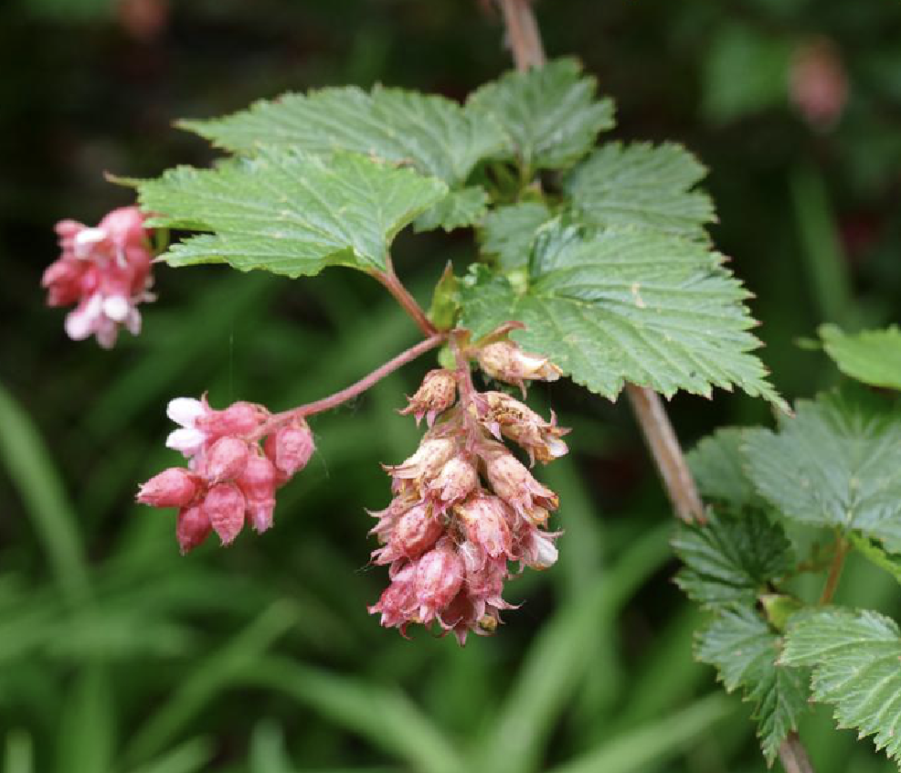  p>西康绣线梅(学名: i>neillia thibetica /i> bur.