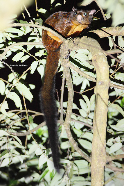  p>大赤鼯鼠,英文名formosan giant flying squirrel,属 a target="