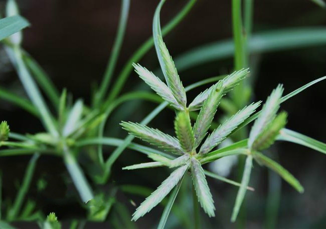  p>扁穗莎草(拉丁学名:cyperus compressus linn.