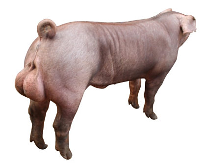  duroc 