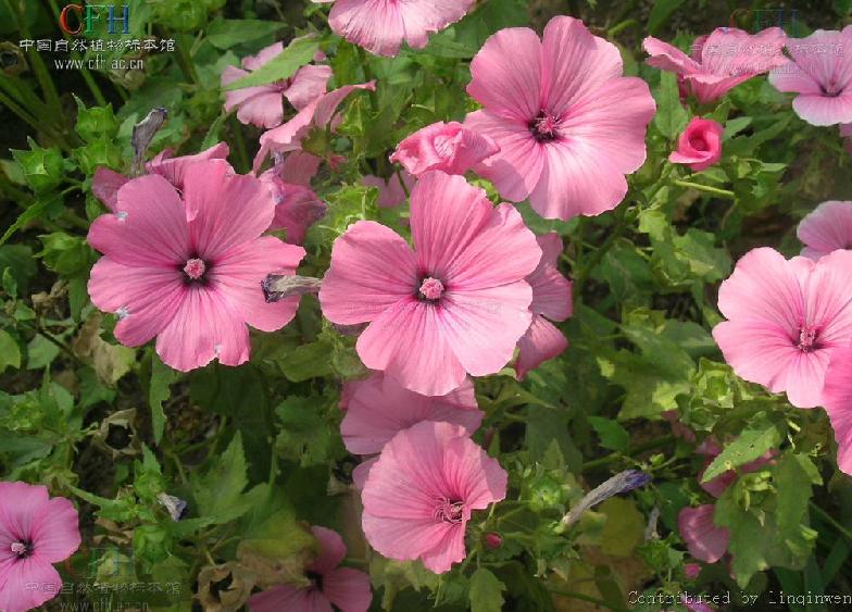  p>花葵属(学名:lavatera linn.