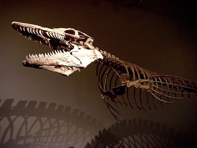  p>龙王鲸(学名:basilosaurus,意为帝王 a target="_blank" href="