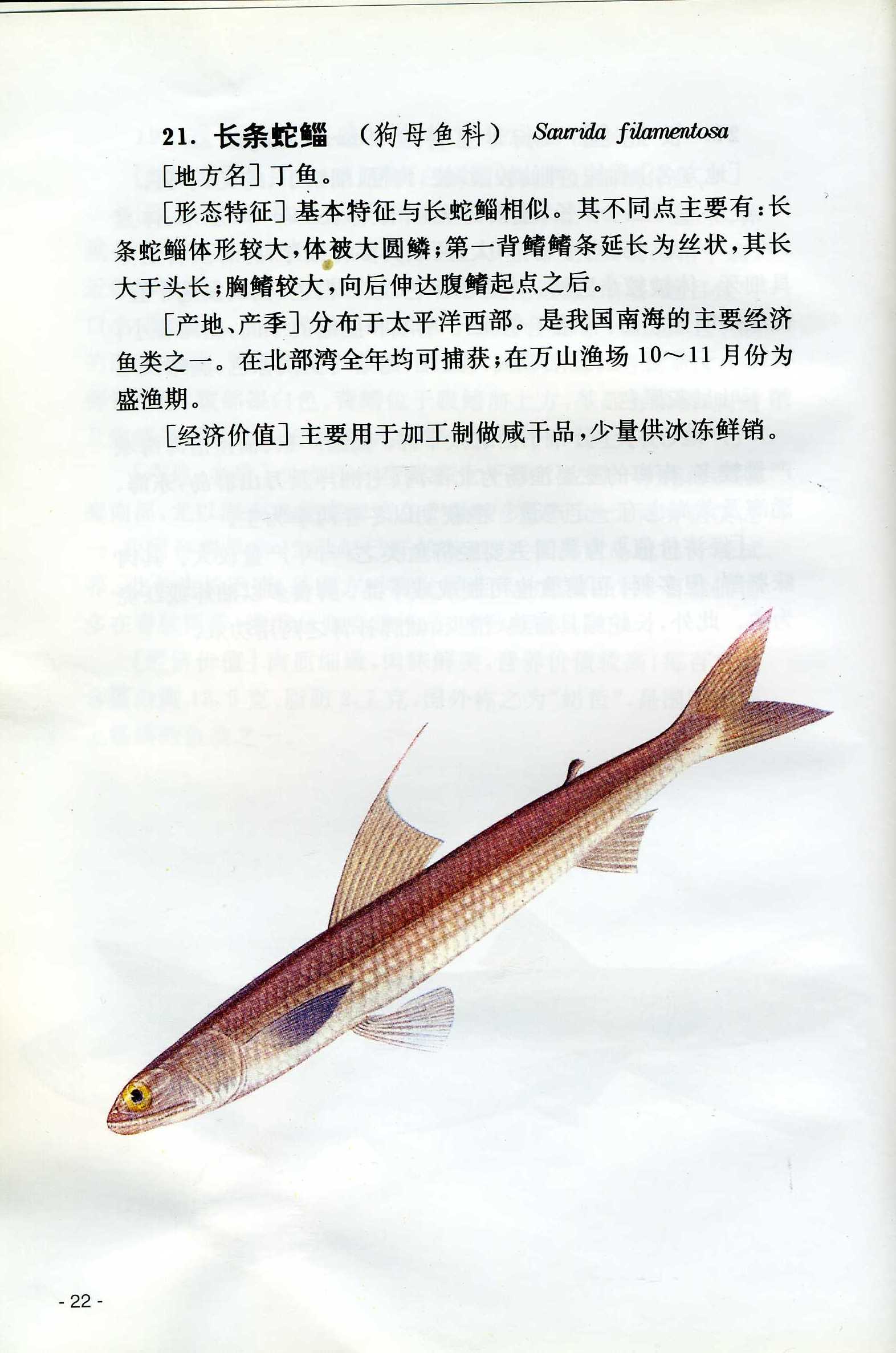  p>多齿蛇鲻是海洋暖水性中下层鱼类.体圆筒形.