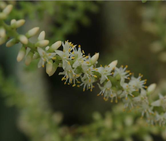 bartram) small)是棕榈科,锯棕属匍匐茎植物,多少有刺,叶掌状,深裂,长