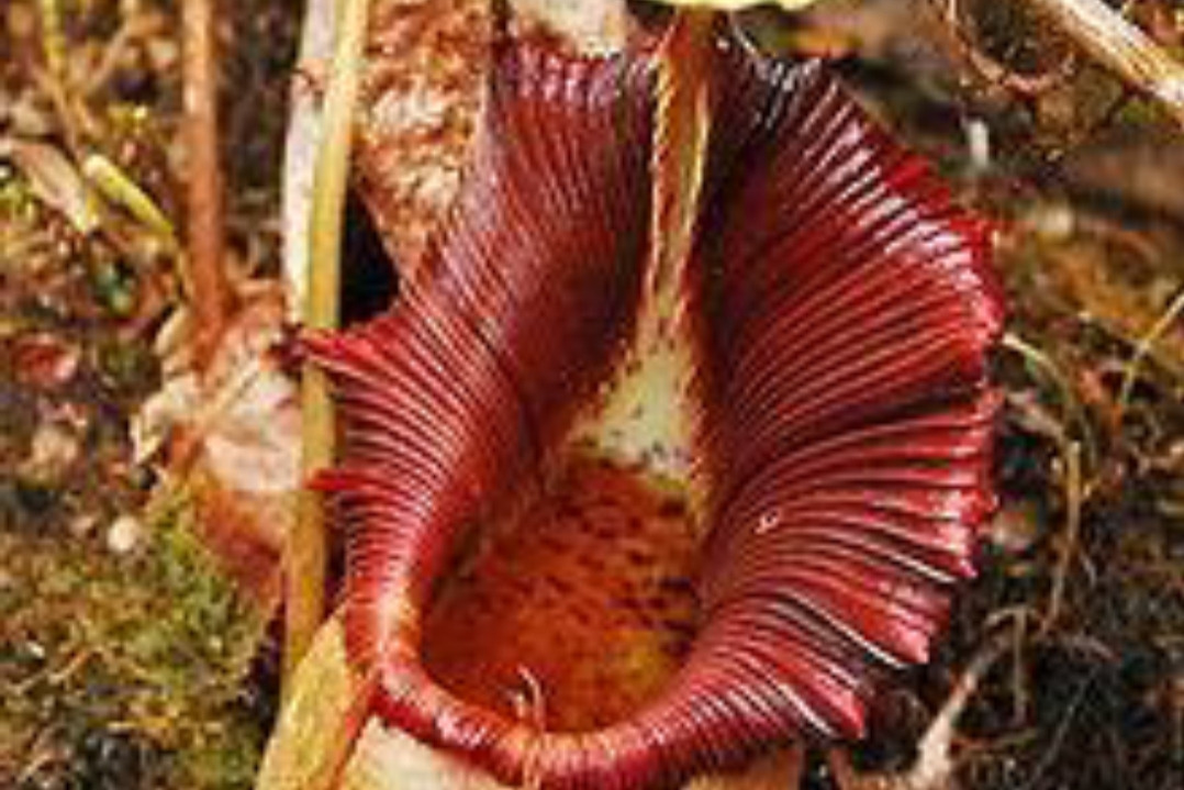  p>卵形猪笼草( a target="_blank" href="/item/学名/8074290" data