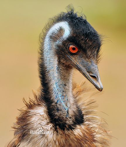  p>鸸鹋 [ér miáo](学名: i>dromaius novaehollandiae /i>),鸟纲