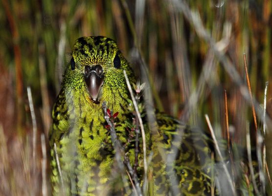  p>地栖鹦鹉(学名:pezoporus wallicus)仅有二个亚种.