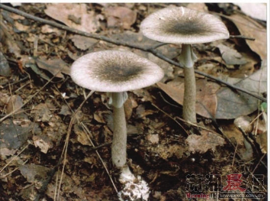 amanita griseofarinosa hongo