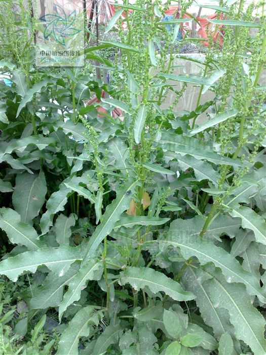  p>长刺酸模(学名:rumex trisetifer)是蓼科酸模属植物,又名海滨酸模