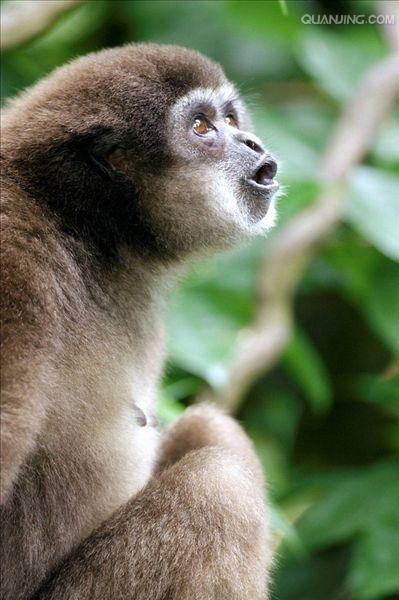  p>白掌长臂猿(学名: i>hylobates lar /i>),灵长目长臂猿科动物.